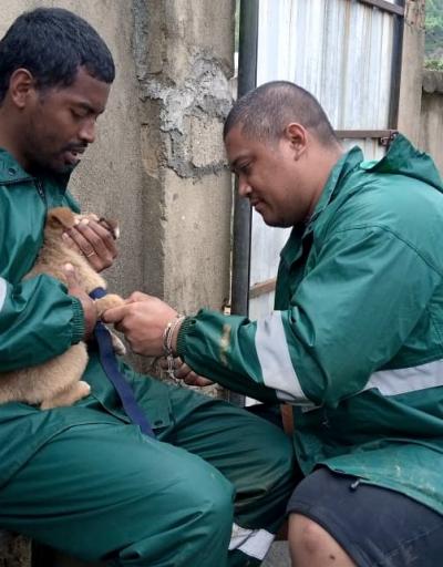 Vaccination de chiens à Madagascar © V. Chevalier, Cirad